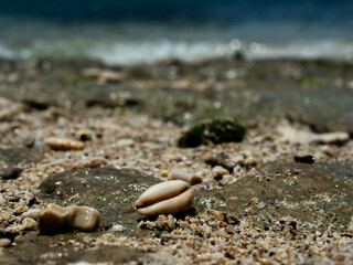 Close up shoot of sea shell on a rock in the beach