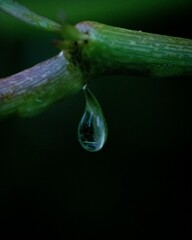 Vertical shot of dewdrops on a cucumber plant