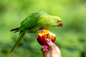 Ringhalspapagei, Halsbandsittich, Kensington Gardens, London, England