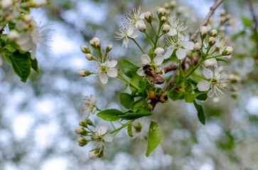 bee and flower spring