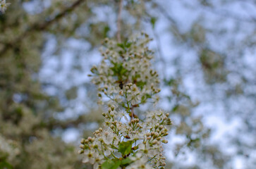 bee and flower spring
