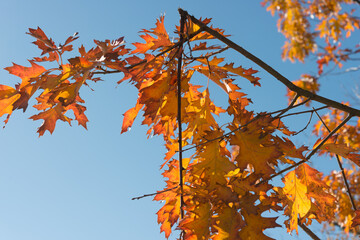 autumn oak leaves (with broken branch) against sky