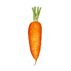Watercolor ripe fresh carrot isolated.