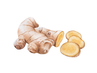 Watercolor ginger root cut, ginger root slices isolated.