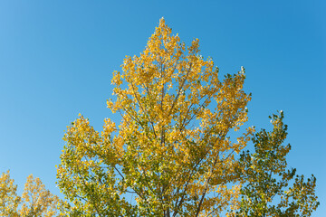 autumn poplar tree on blue sky