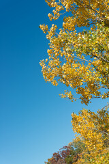 Fototapeta premium autumn poplar tree on a blue sky