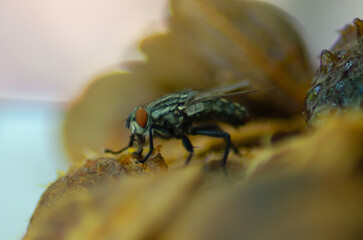fly on a yellow flower