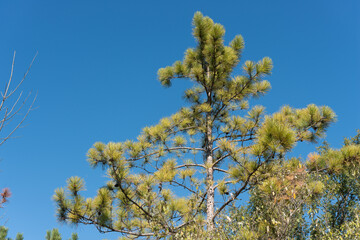 pine tree on blue sky at autumn