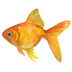 Watercolor hand drawn illustration with isolated goldfish