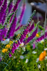 Vertical shot of the Lady's glove plant