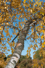 Fototapeta premium blue sky and birch tree in autumn