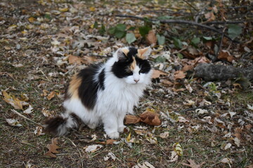 Obraz premium Fluffy Calico Cat