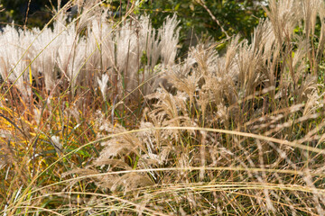 grass seed plumes in autumn