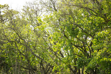 Árbol