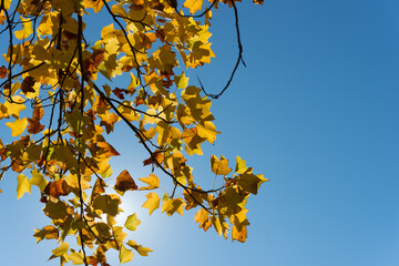 autumn leaves against sky