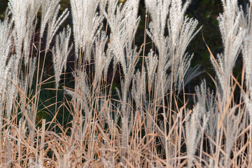 dried grass seed plumes close up