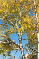 autumn tree and blue sky