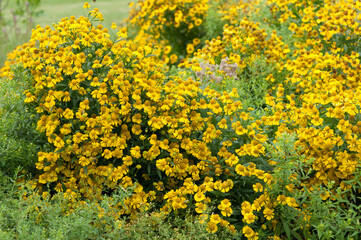 Helenium or sneezeweed
