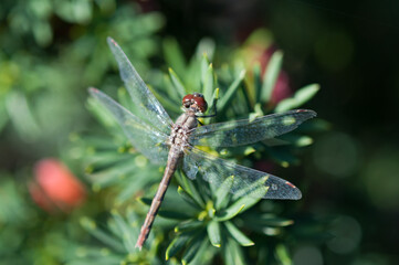 dragonfly on evergreen