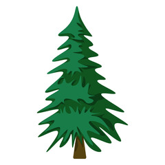 Green pine in cartoon style. Forest traditional tree. Colorful PNG illustration.