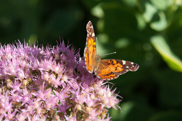 butterfly on pink flowers