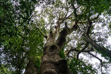 Fototapeta premium leaves and trunk of big tree in mountain.