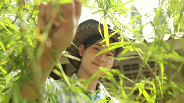 Farmer caring for cannabis plant uses her hands to pick yellow and dry leaves to grow the cannabis plant, in an outdoor garden plantation.
