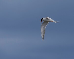 Fototapeta na wymiar Flight roseate tern bird flying in the blue sky