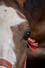 horse eye