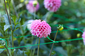 pink and purple flowers