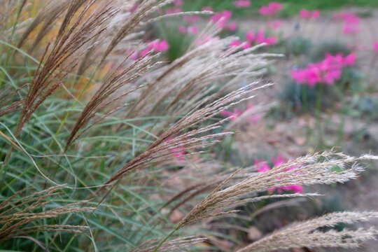 Ornamental grass by the name Miscanthus Sinesis Gnome, photographed in autumn at RHS Wisley garden in Surrey UK. Pink flowers in the background.