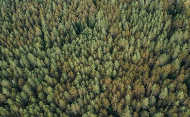 Aerial shot of a dense forest full of green trees