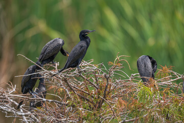 Cormorants in the wild