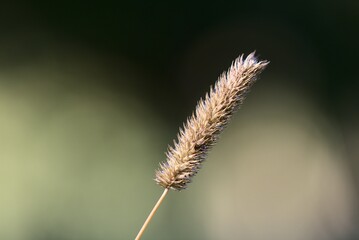 Closeup shot of the grass flower