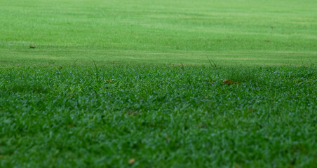 The football field is a green lawn.