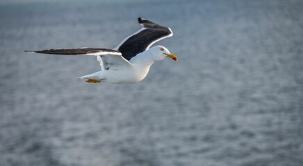 Seagull flying over the sea, closeup shot