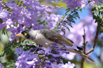 bird on a jacaranda branch