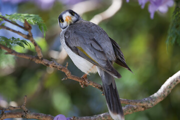 bird on the tree branch