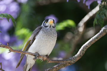 bird on the branch