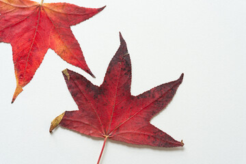 two autumn sweet gum leaves isolated on blank paper