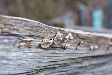 Close up of fungus on a wooden fence