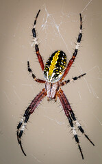 NEOSCONA OAXACENSIS