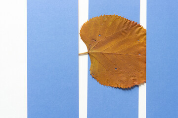 autumn leaf and blue paper stripes