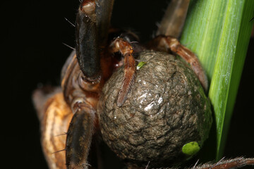 Close-up of a female striped fishing spider (Dolomedes striatus) holding its egg sac in her pedipalps.
