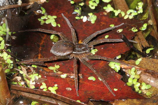 Six-spotted fishing spider (Dolomedes triton) floating on the surface tension of the water in a pond. 

