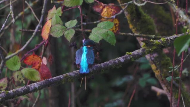 Kingfisher sat on branch with Autumn leaves then flies away