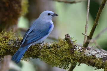 Cute bird perched on tree stump against blur background