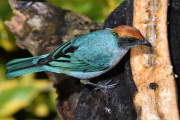 Small bird sitting on an old trunk against blurred background