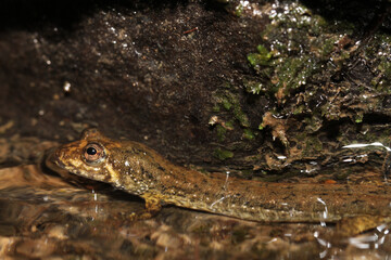 Close up of the face of a Blackbelly salamander (Desmognathus quadramaculatus) in a stream in the mountains of South Carolina. 

