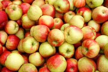 Fresh picked honey crispy apples as food background